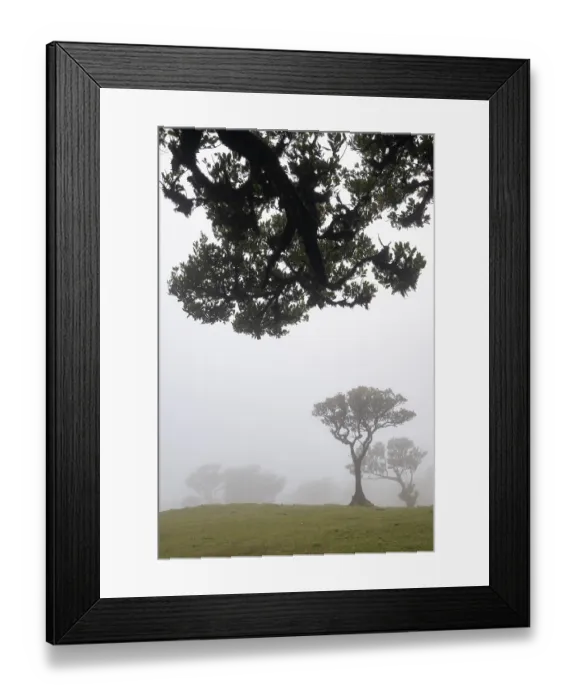 Framed Print : Old laurel forest, stinking laurel Framed Print : Old laurel forest, stinking laurel