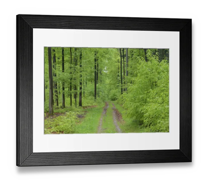 Framed Print : Beech tree forest with dirt road in spring