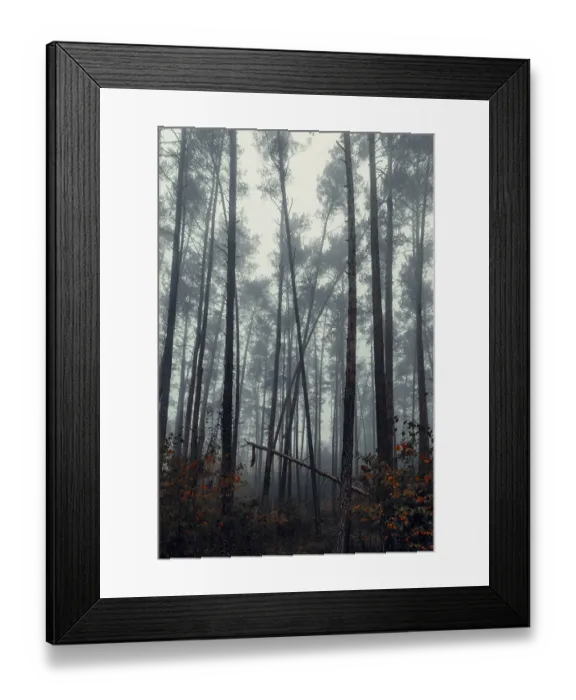 Framed Print : Forest in autumn with fog, Lower Austria Framed Print : Forest in autumn with fog, Lower Austria