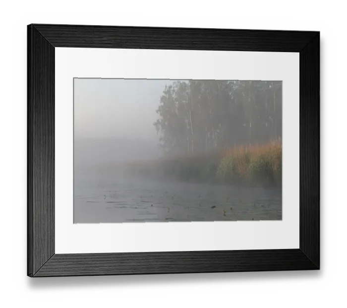 Framed Print : Birch forest near the shore in the fog on the Trebel River