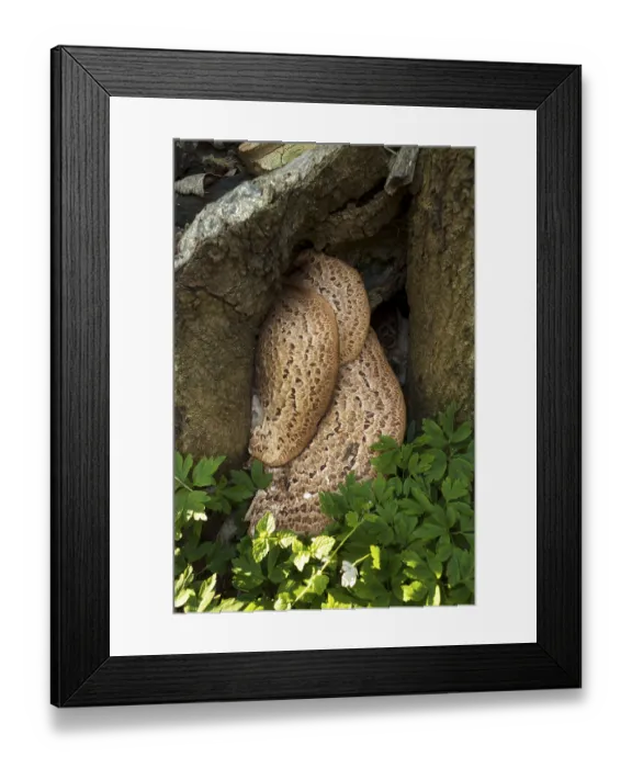 Framed Print : Scaly porling (Polyporus sqamosus)