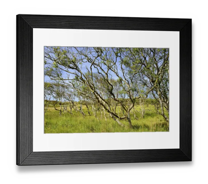 Framed Print : Birches (Betula), forest with bizarrely grown trees Framed Print : Birches (Betula), forest with bizarrely grown trees