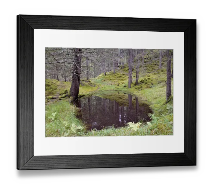 Framed Print : Kachlmoor, marsh area with a small pond Framed Print : Kachlmoor, marsh area with a small pond