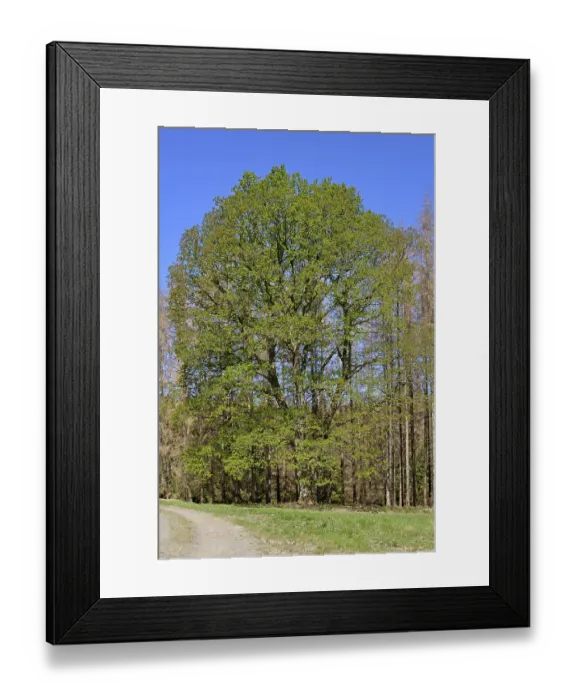 Framed Print : Oak (Quercus), imposing tree with leaf shoots