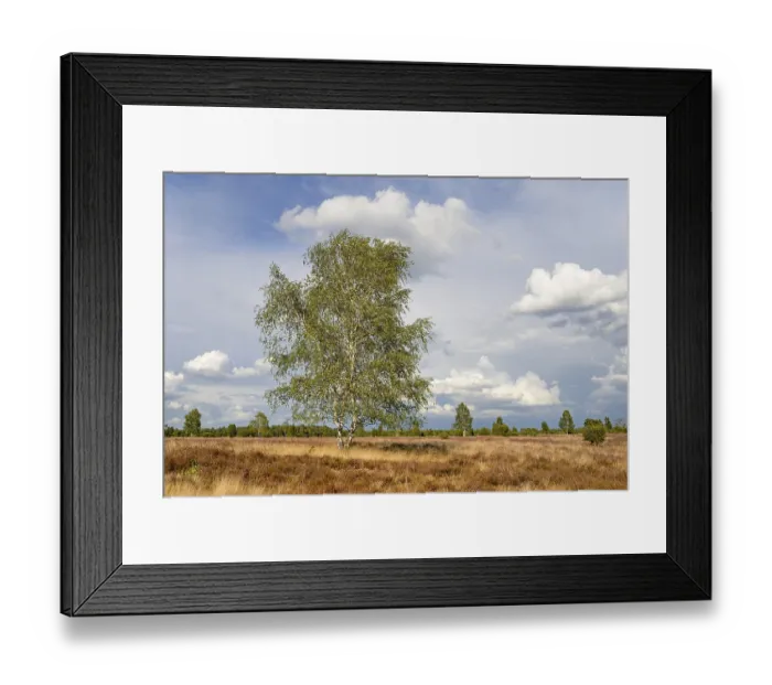 Framed Print : Heathland, juniper forest Schmarbeck