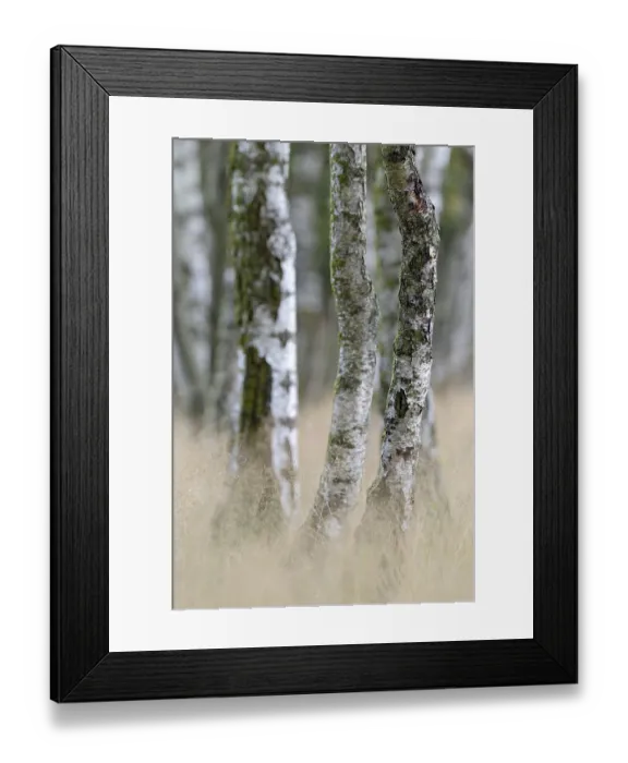 Framed Print : Heathland, birch (Betula), birch grove on the edge of Oberoher Heide Framed Print : Heathland, birch (Betula), birch grove on the edge of Oberoher Heide