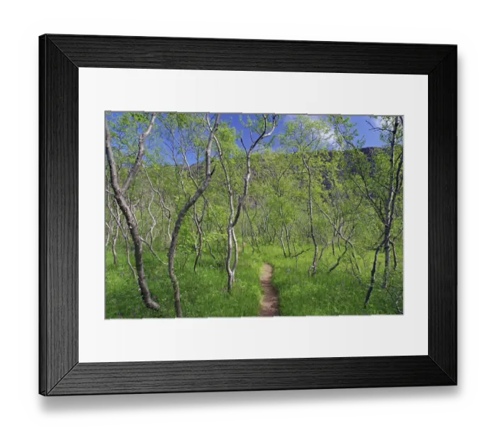 Framed Print : Narrow hiking trail leads through a small birch grove
