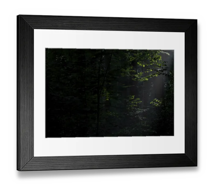 Framed Print : Sunbeam shining in a dense deciduous forest Framed Print : Sunbeam shining in a dense deciduous forest