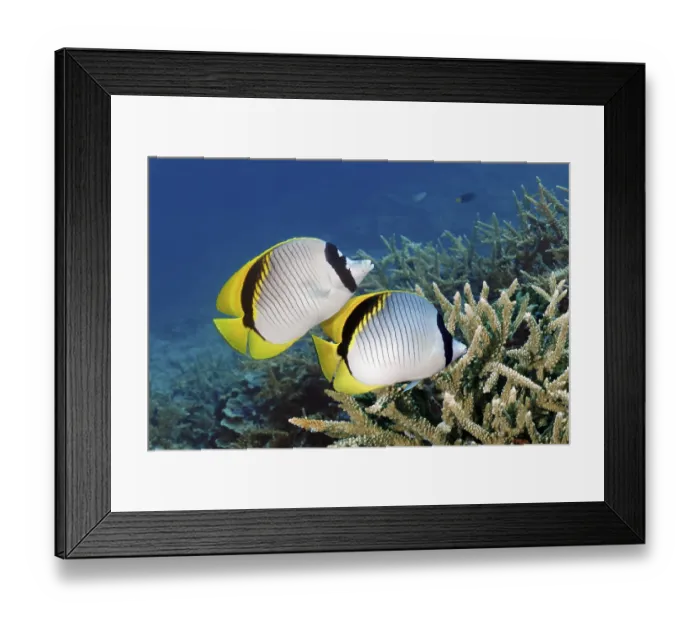 Framed Print : Pair of giant butterflyfish (Chaetodon lineolatus) swimming over coral reef