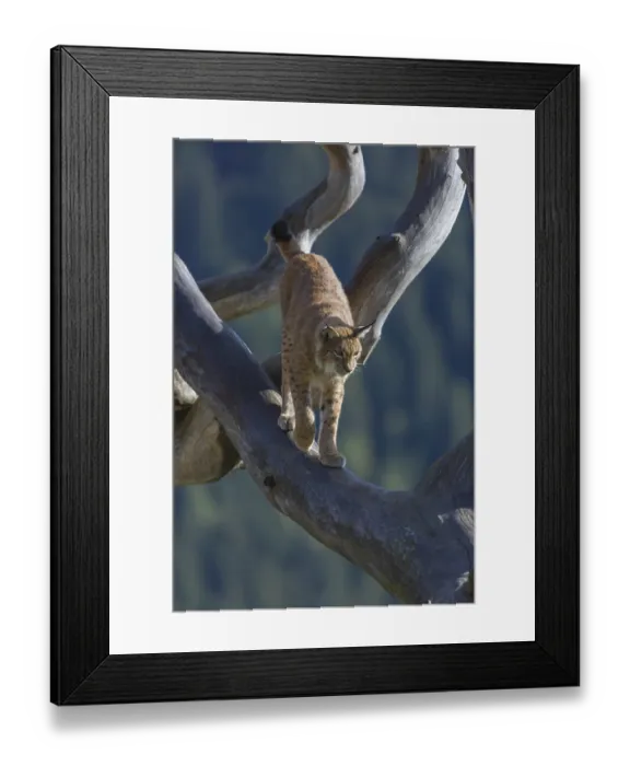 Framed Print : One Eurasian lynx, (Lynx lynx)