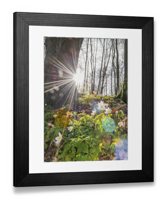 Framed Print : Rays of sunshine fall through the trees Framed Print : Rays of sunshine fall through the trees