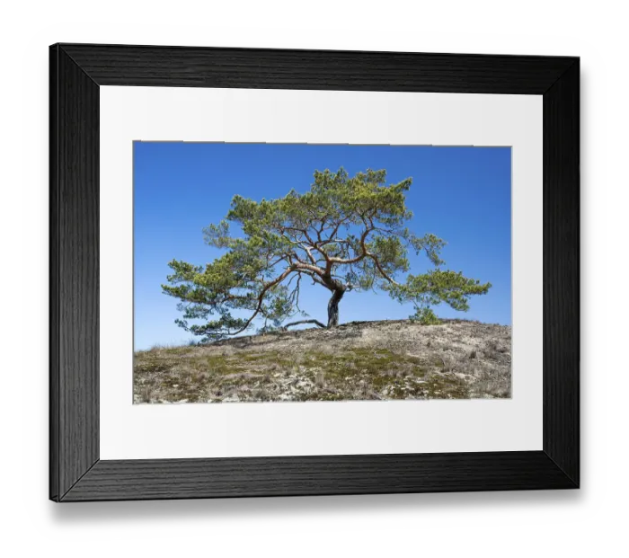 Framed Print : Pine (Pinus sylvestris) growing on a sandy dry grassland on a dune