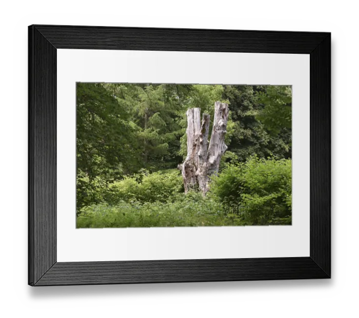 Framed Print : Deadwood, dead tree, tree death in Putbus Castle Park Framed Print : Deadwood, dead tree, tree death in Putbus Castle Park