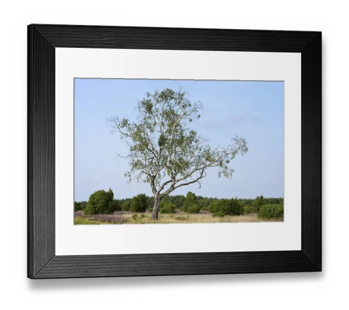 Framed Print : Heathland, juniper forest Schmarbeck