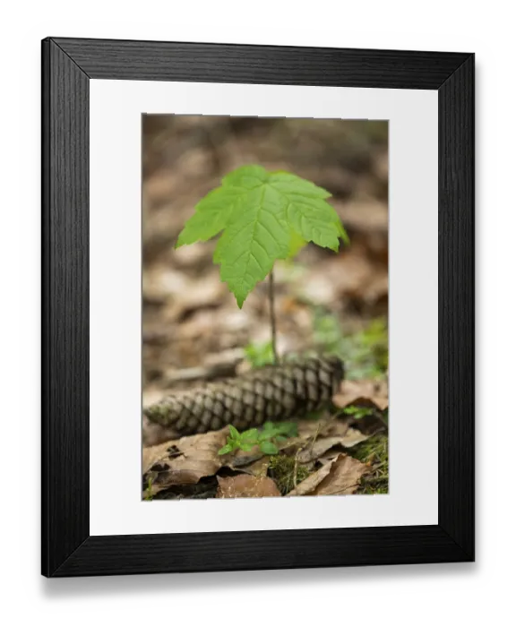 Framed Print : Close-up of a young Norway maple (Acer platanoides) tree in a forest in spring Framed Print : Close-up of a young Norway maple (Acer platanoides) tree in a forest in spring