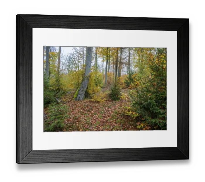 Framed Print : European beech (Fagus sylvatica)