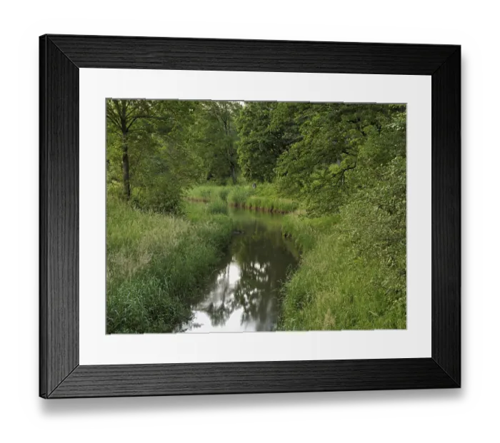 Framed Print : Small stream leads through forest with English oaks Framed Print : Small stream leads through forest with English oaks
