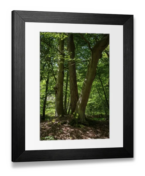 Framed Print : Sunlight falls through the dense canopy in the Darsswald forest near Prerow Framed Print : Sunlight falls through the dense canopy in the Darsswald forest near Prerow