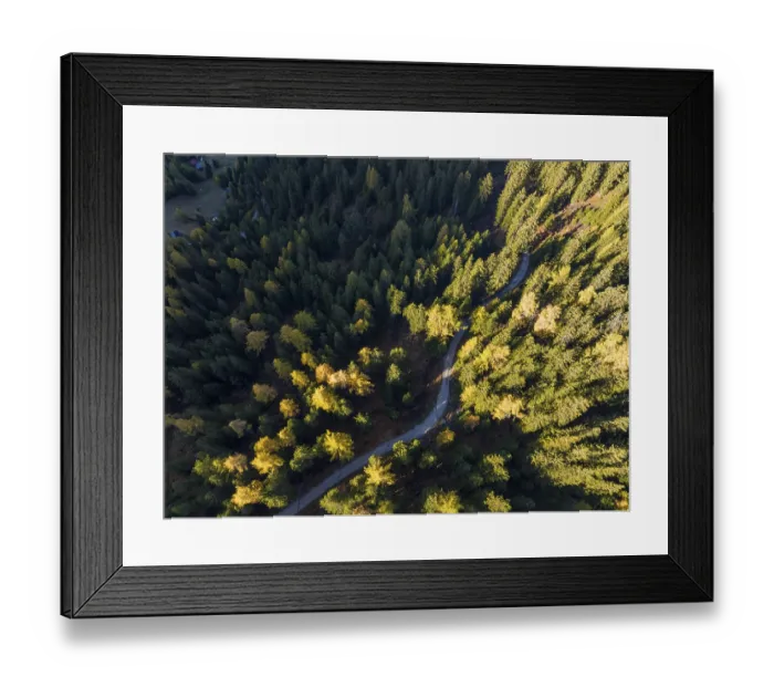 Framed Print : Colourful coniferous forests in autumn