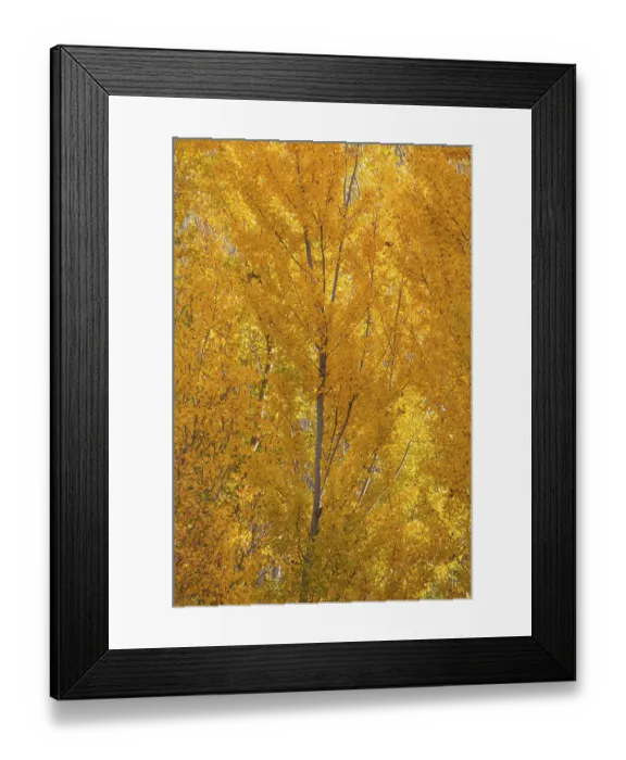Framed Print : Yellow aspens (Populus tremula) in autumnal colours