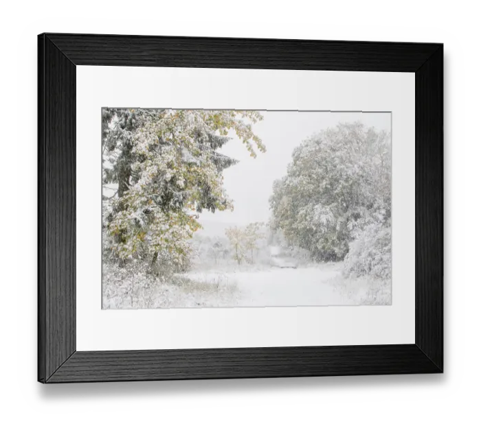 Framed Print : Early onset of winter, deciduous trees with autumn colours in snow