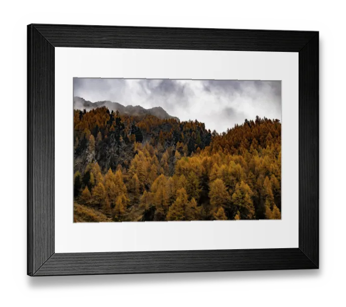 Framed Print : Autumn larch (Larix) forest in mountain landscape