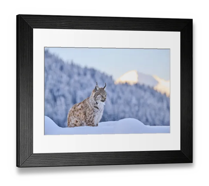 Framed Print : Eurasian lynx (Lynx lynx) sitting in the snow with mountains in the background