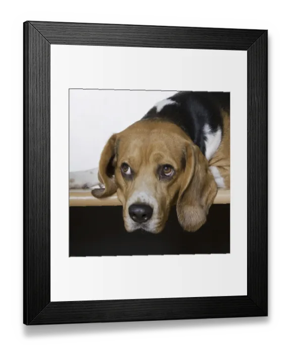 Framed Print : Beagle dog (Canis lupus familiaris) portrait Framed Print : Beagle dog (Canis lupus familiaris) portrait