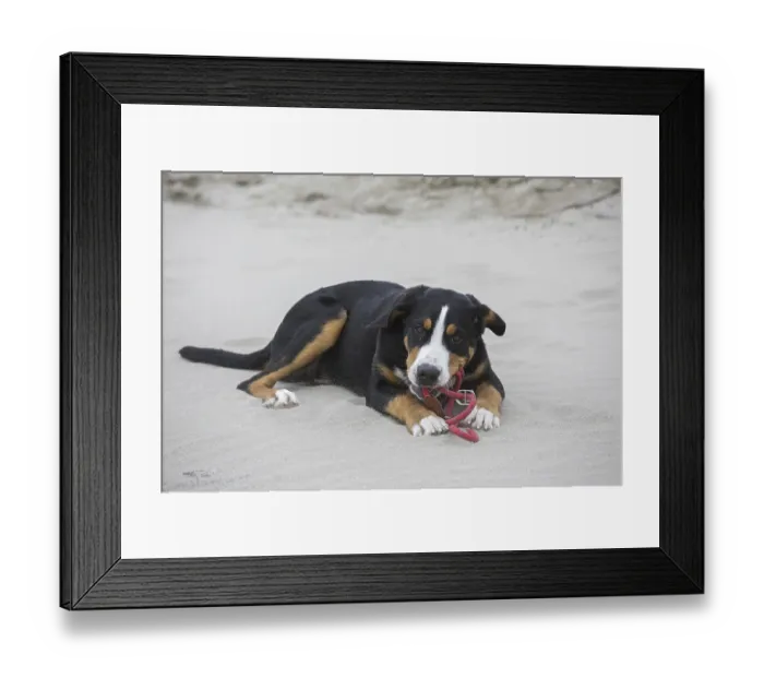 Framed Print : Young Greater Swiss Mountain Dog