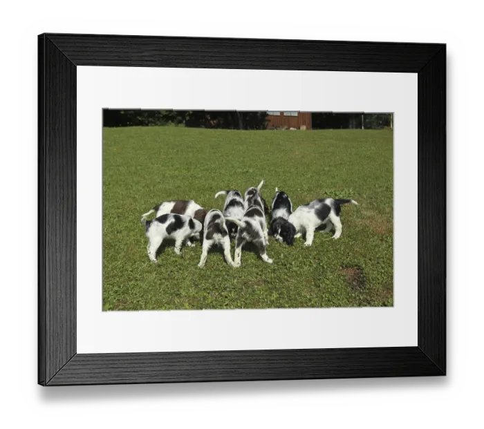Framed Print : Hunting dog, English Springer Spaniel