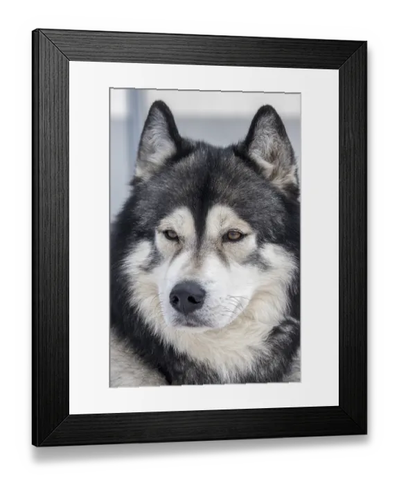 Framed Print : Husky, sled dog, portrait, Todtmoos