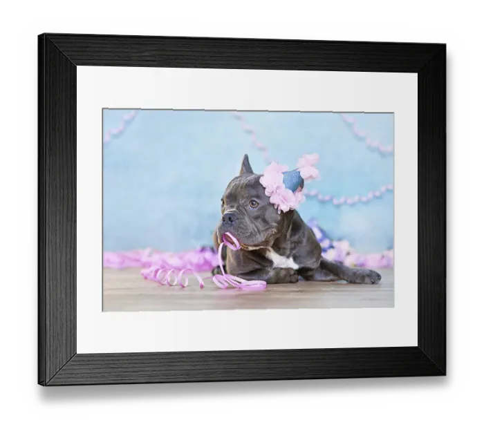 Framed Print : Birthday dog. Cute French Bulldog with part hat Framed Print : Birthday dog. Cute French Bulldog with part hat