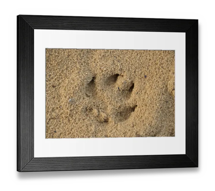 Framed Print : Footprint of a dog in the sand Framed Print : Footprint of a dog in the sand