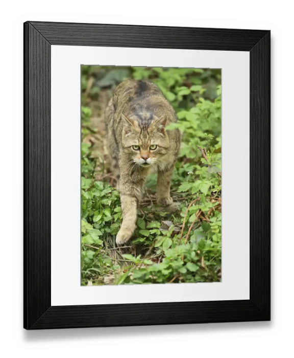 Framed Print : European wildcat (Felis silvestris silvestris) Framed Print : European wildcat (Felis silvestris silvestris)