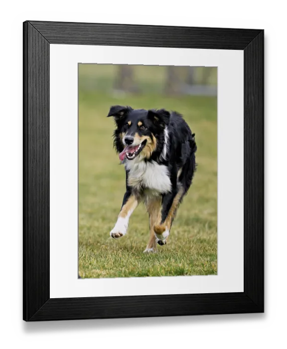 Framed Print : Mixed breed dog between Border Collie and Australian Shepherd jumps across meadow Framed Print : Mixed breed dog between Border Collie and Australian Shepherd jumps across meadow