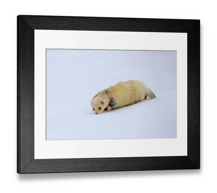 Framed Print : Ferret (Mustela putorius furo)
