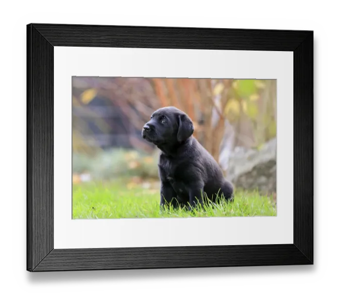 Framed Print : Labrador domestic dog (Canis lupus familiaris)