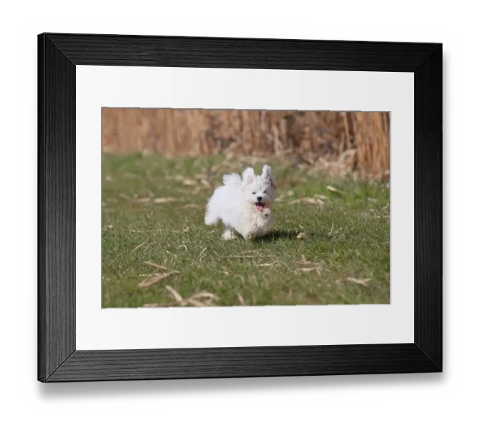 Framed Print : Maltese domestic dog (Canis lupus familiaris) Framed Print : Maltese domestic dog (Canis lupus familiaris)