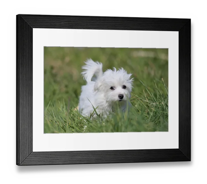 Framed Print : Maltese domestic dog (Canis lupus familiaris) Framed Print : Maltese domestic dog (Canis lupus familiaris)