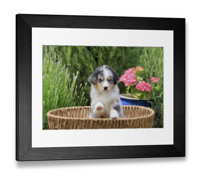 Framed Print : Australian Shepherd domestic dog (Canis lupus familiaris)