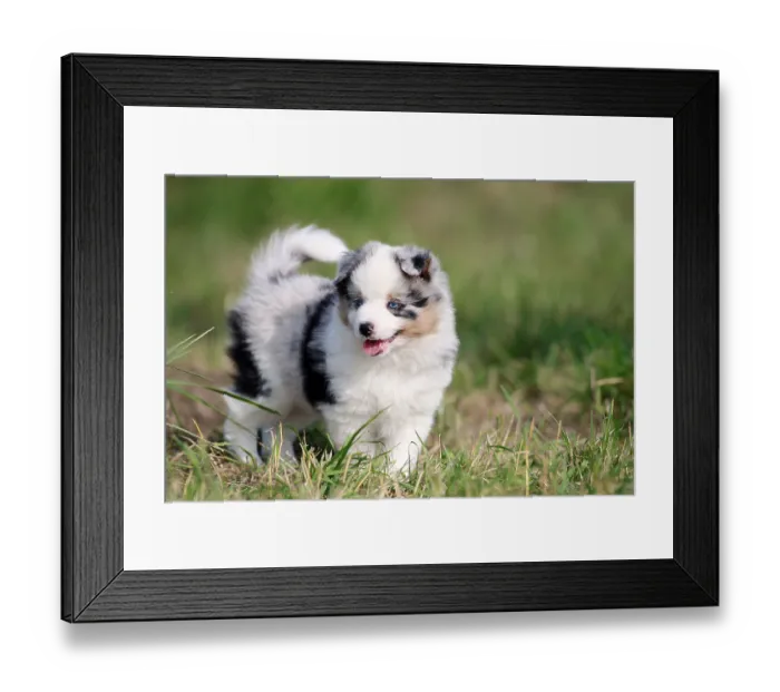 Framed Print : Miniature American Shepherd (Canis lupus familiaris) puppy Framed Print : Miniature American Shepherd (Canis lupus familiaris) puppy