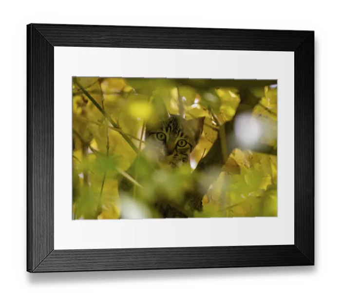 Framed Print : European domestic cat, in tree Framed Print : European domestic cat, in tree