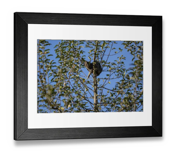 Framed Print : European domestic cat, in tree Framed Print : European domestic cat, in tree