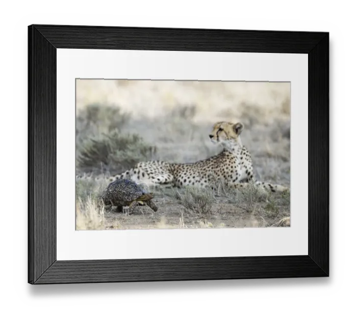 Framed Print : Leopard Tortoise (Stigmochelys pardalis)