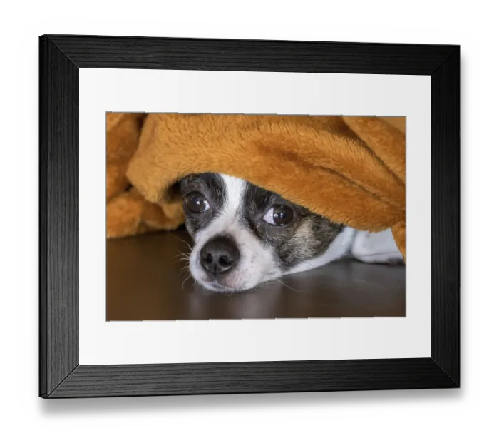Framed Print : Small Chihuahua dog under blanket, Germany, Europe Framed Print : Small Chihuahua dog under blanket, Germany, Europe