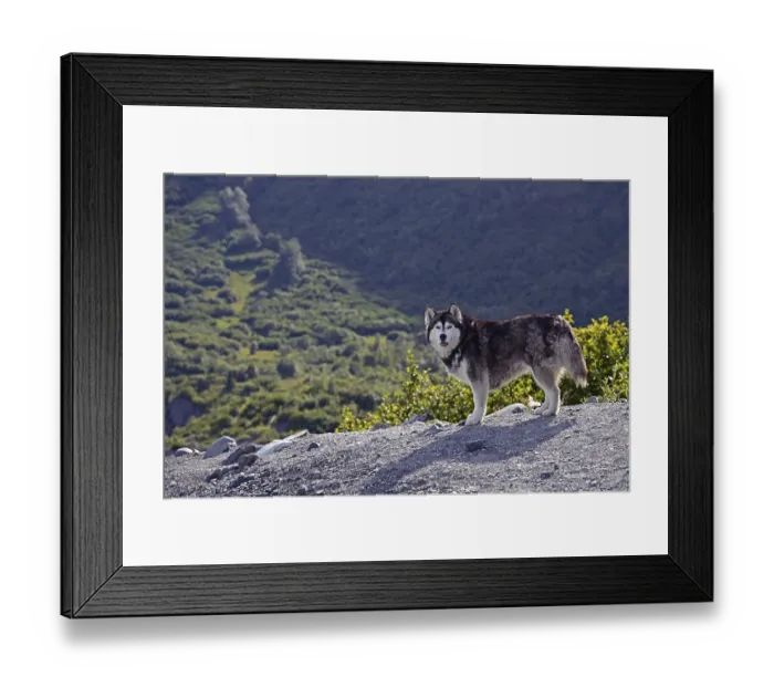 Framed Print : Husky looks into the camera