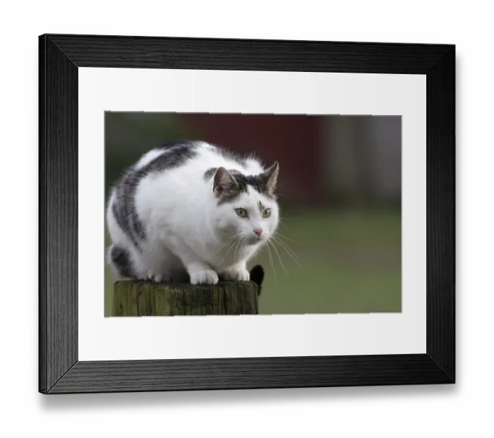Framed Print : Domestic cat (Felidae) pet, cats Framed Print : Domestic cat (Felidae) pet, cats