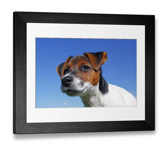 Framed Print : Young Jack Russell Terrier puppy Framed Print : Young Jack Russell Terrier puppy
