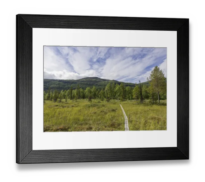Framed Print : Boardwalk over a marsh meadow, Norrbotten County Framed Print : Boardwalk over a marsh meadow, Norrbotten County