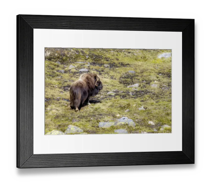Framed Print : Musk ox (Ovibos moschatus) in the fjell
